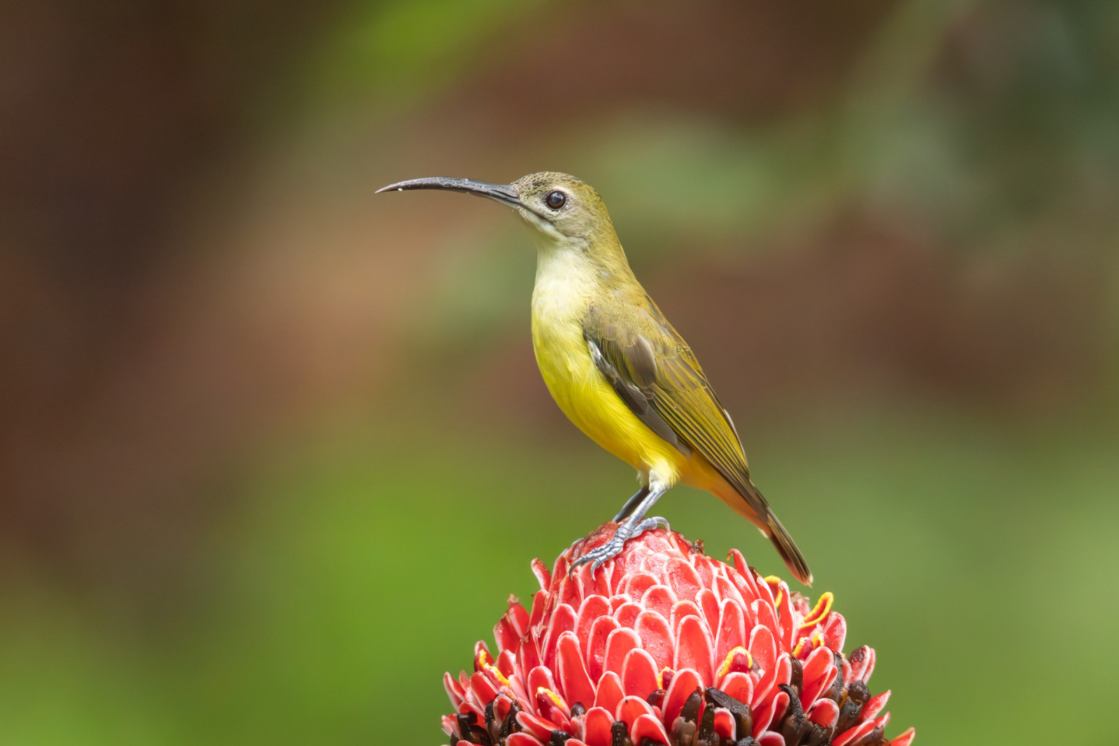 image Little Spiderhunter